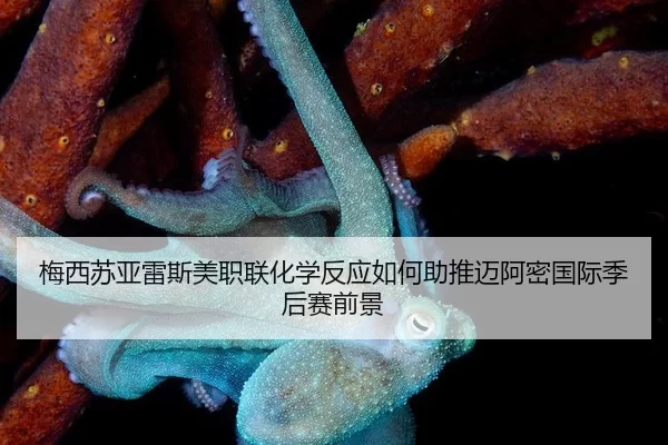 梅西苏亚雷斯美职联化学反应如何助推迈阿密国际季后赛前景